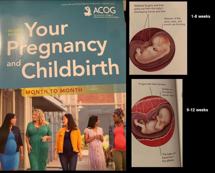 media fire photos pregnancy tissue embryos 02