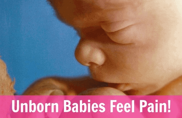 unborn babies feel pain 01