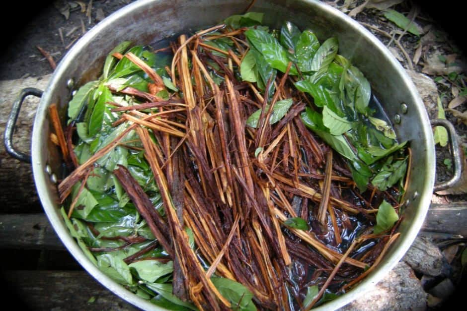ayahuasca 03